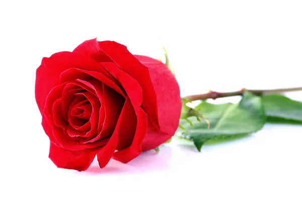 Beautiful red rose isolated on white Stock Picture