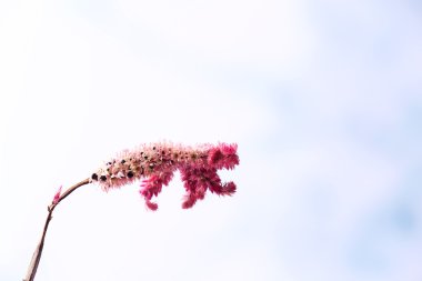 Parlak arka plan üzerinde güzel kuru çiçekler