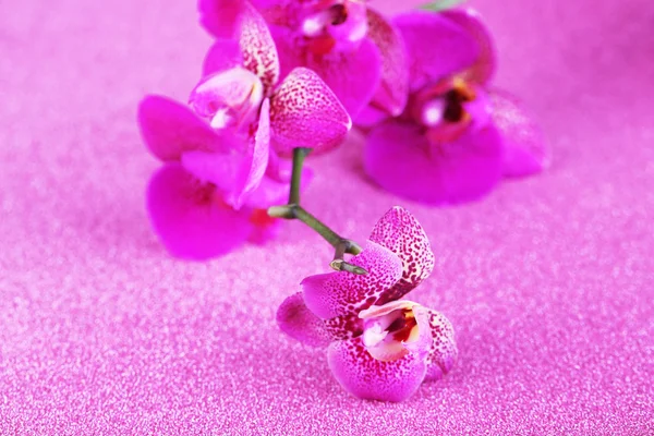 Schöne Orchidee auf violettem Hintergrund — Stockfoto