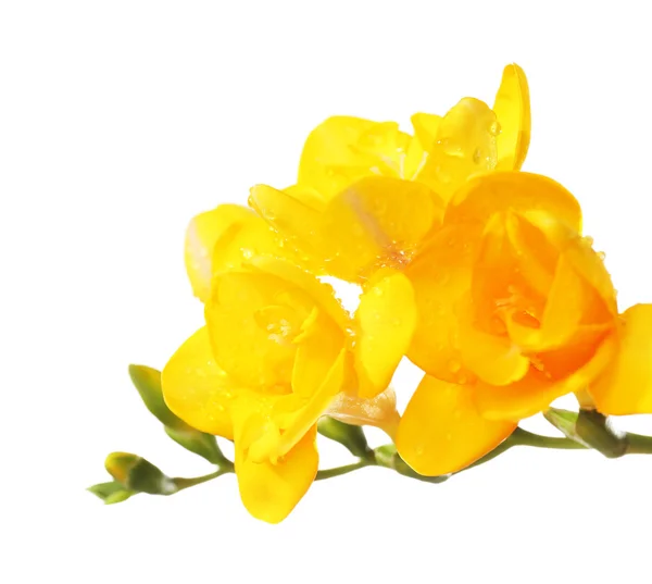 Hermosas flores de freesia, aisladas en blanco — Foto de Stock