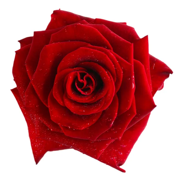 Beautiful red rose isolated on white — Stock Photo, Image