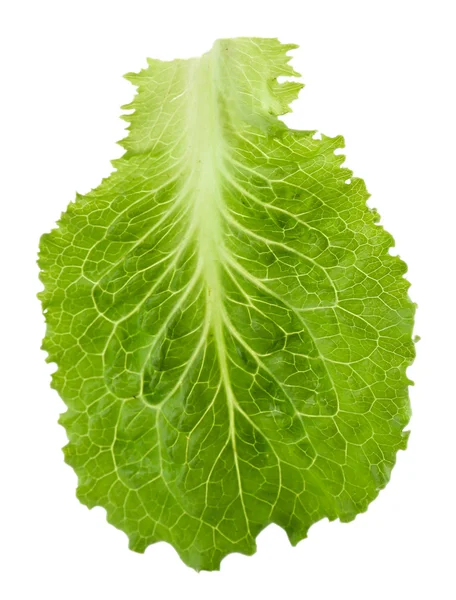Grön sallad isolerad på vit — Stockfoto