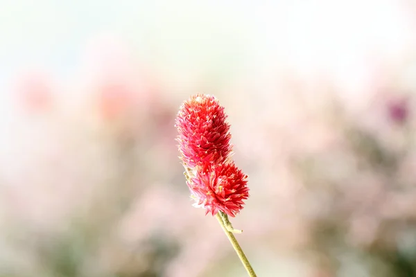 Mooie gedroogde bloemen op lichte achtergrond — Stockfoto