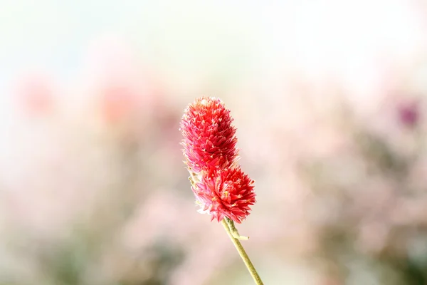 Bei fiori secchi su sfondo luminoso — Foto Stock