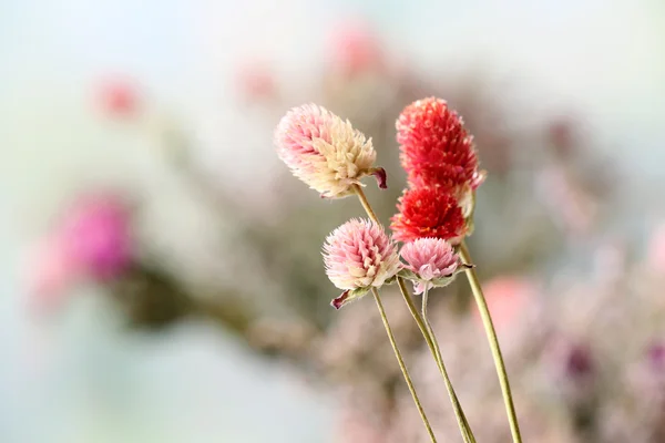 Mooie gedroogde bloemen op lichte achtergrond — Stockfoto