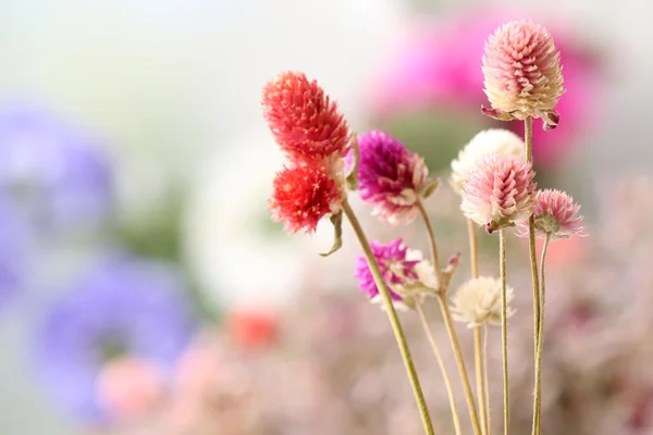 Hermosas flores secas sobre fondo brillante — Foto de Stock