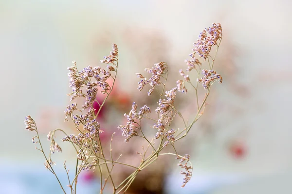 Bei fiori secchi su sfondo luminoso — Foto Stock