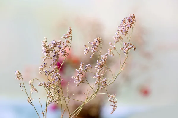 Mooie gedroogde bloemen op lichte achtergrond — Stockfoto