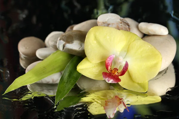 Orchid flowers with water drops and pebble stones on dark colorful background — Stock Photo, Image