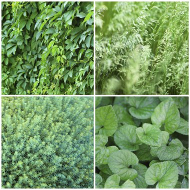 Yeşil bitkiler örnekleri kolaj