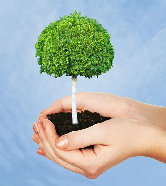 Pequeño árbol en las manos sobre fondo azul — Foto de Stock