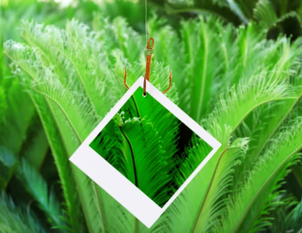 Photo on fish hook on green bush background — Stock Photo, Image