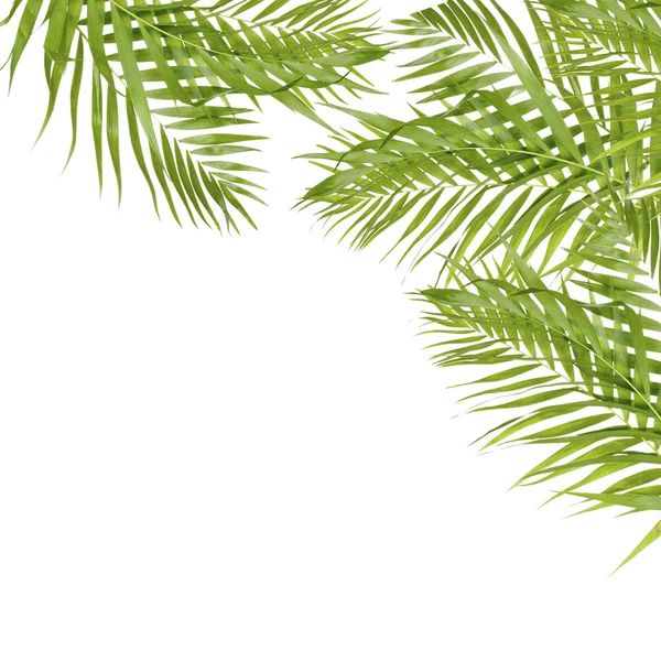 Belles feuilles de palmier en forme de cadre avec de l'espace pour votre texte — Photo