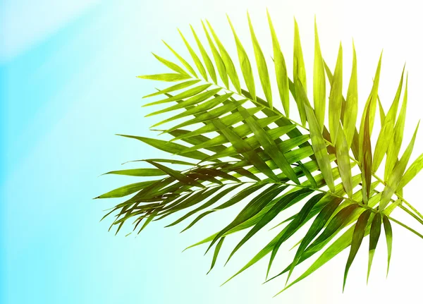 Prachtige palm verlaat op lichte blauwe achtergrond — Stockfoto
