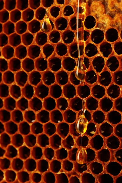 Honeycomb background — Stock Photo, Image