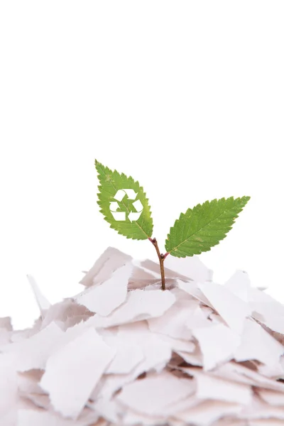 白で隔離紙から成長しているリサイクル マークを持つ植物します。 — ストック写真