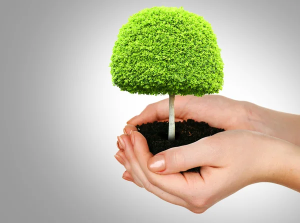 Small tree in hands on gray background — Stock Photo, Image