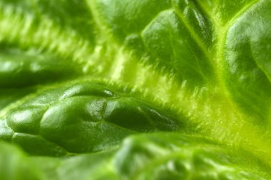 Ispanak yaprağı, makro görünümü