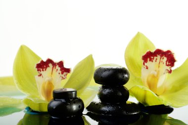 Su damlaları ve su yakın çekim güzel çiçek açan orkide Spa taşlarla