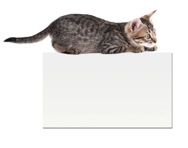 Lilla kattunge med tomma kort isolerat på vit — Stockfoto
