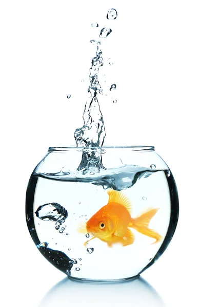 Goldfish in aquarium isolated on white — Stock Photo, Image