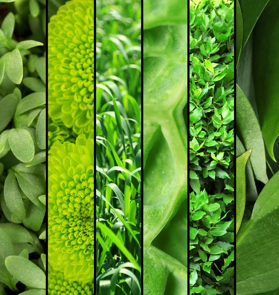 Green color samples — Stock Photo, Image