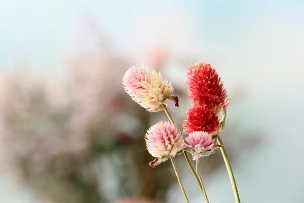 Mooie gedroogde bloemen — Stockfoto