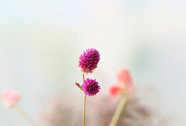Hermosas flores secas — Foto de Stock