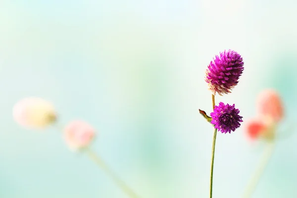 Hermosas flores secas — Foto de Stock