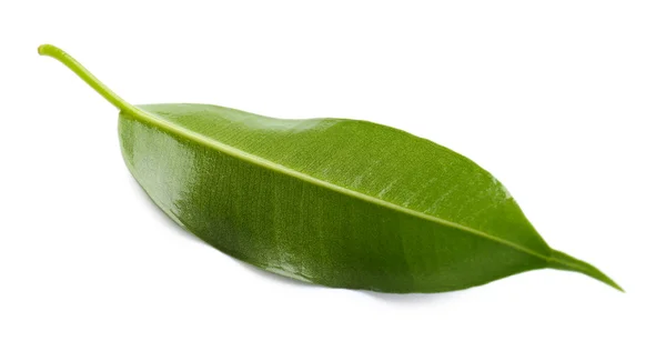 Зелений лист ізольований на білому — стокове фото