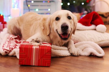Labrador ekose üzerinde yalan