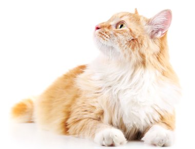 Kırmızı kedi beyaz arkaplanda izole edildi