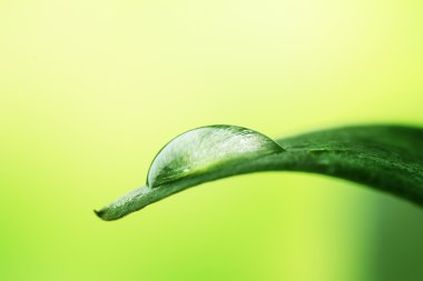 Işık arka plan bulanık yaprağına çiğ teslimi