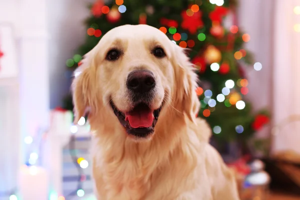 Labrador on Christmas — Stock Photo, Image