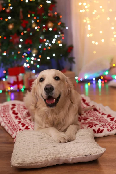 Labrador lying on plaid — Stock Photo, Image