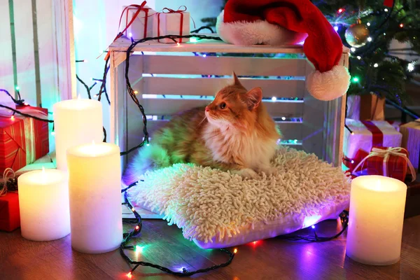 Czerwony kot na poduszkę nie drewniane podłogi i Bożego Narodzenia ozdoba tło — Zdjęcie stockowe