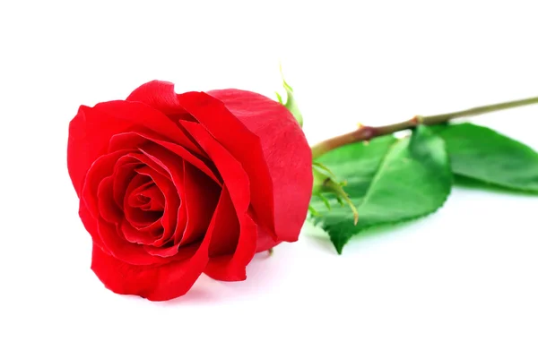 Hermosa rosa roja — Foto de Stock