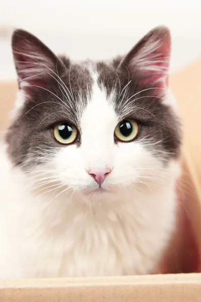 Cute cat sitting in cardboard box — Stock Photo, Image