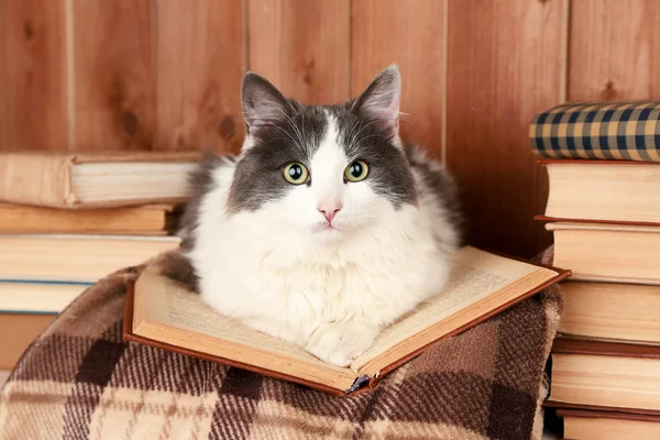 Niedliche Katze liegt mit Buch auf Plaid — Stockfoto