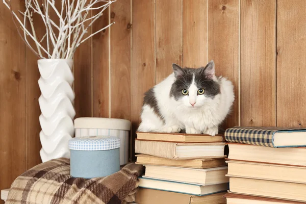 Niedliche Katze sitzt auf Büchern — Stockfoto