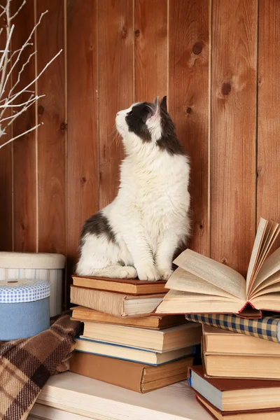 Gato bonito sentado em livros — Fotografia de Stock