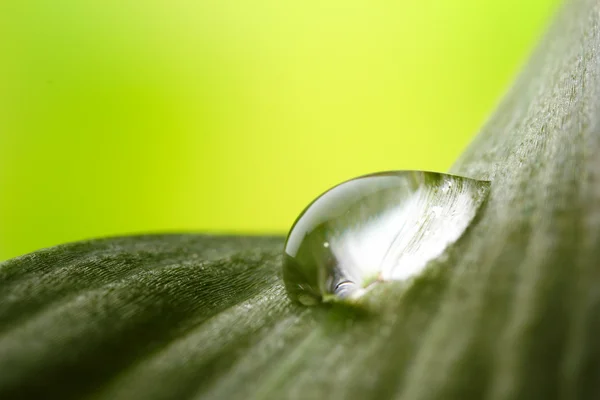 Goutte de rosée sur la feuille sur fond de lumière floue — Photo