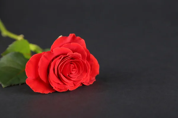 Einzige wunderbare rote Rose — Stockfoto