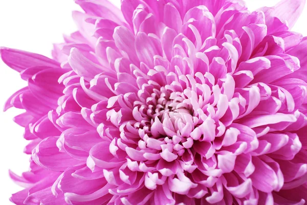 Beautiful chrysanthemum close-up — Stock Photo, Image