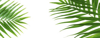 Güzel palm ile yer metniniz için çerçeve olarak şekillendirilmiş bırakır