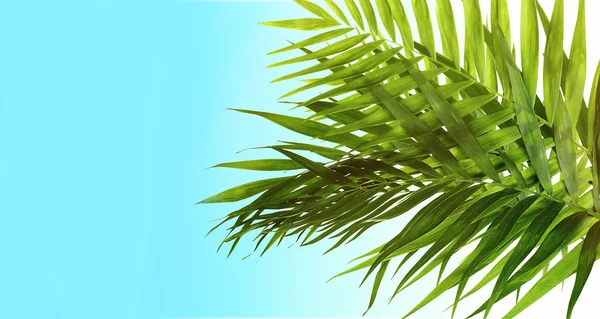 Schöne Palmblätter auf hellblauem Hintergrund — Stockfoto