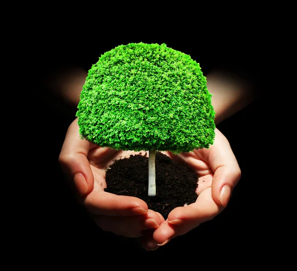 Small tree in hands isolated on black — Stock Photo, Image