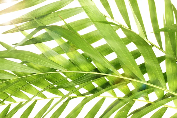 Hermosas hojas de palma como fondo — Foto de Stock