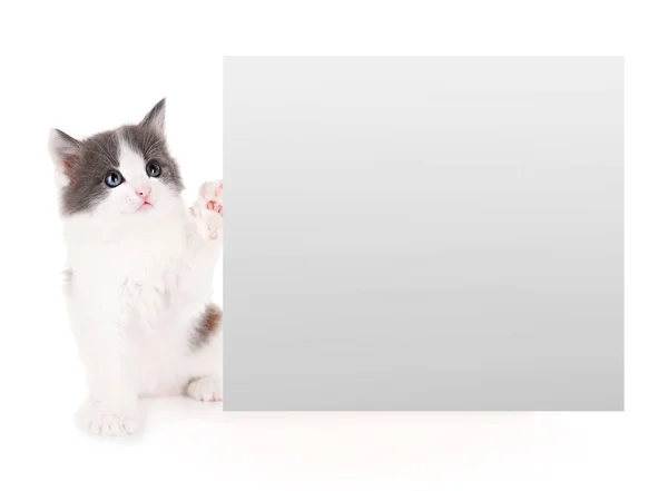 Mały kociak z ramki tekstu na białym tle — Zdjęcie stockowe
