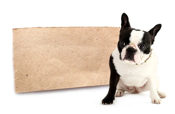 Cute French bulldog with paper sheet isolated on white — Stock Photo, Image